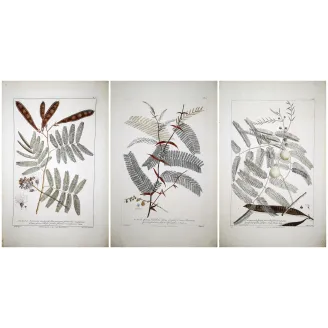 Acacia Engravings Set – Ehret Botanical Prints (1755)
