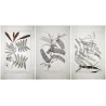 Ehret Georg Dionysius – Acacia Botanical Suite (3 Engravings)  Antique Prints (1755)