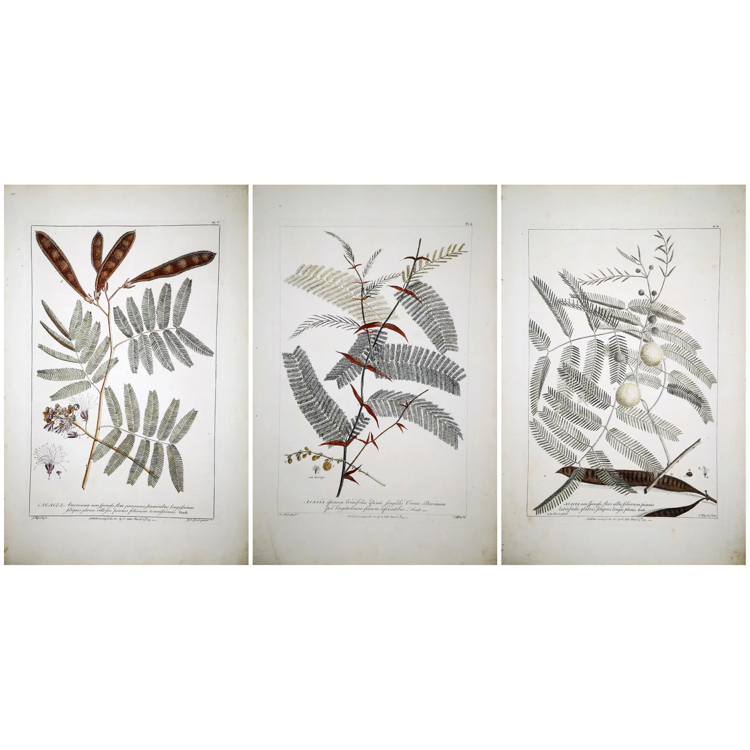 Acacia Engravings Set – Ehret Botanical Prints (1755)