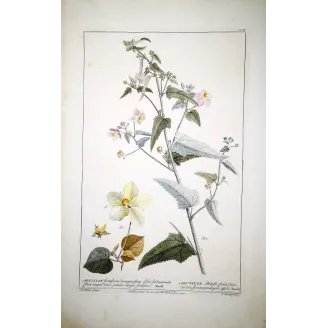 A refined botanical engraving depicting Abutilon, illustrating the balance between structural clarity and delicate floral detail