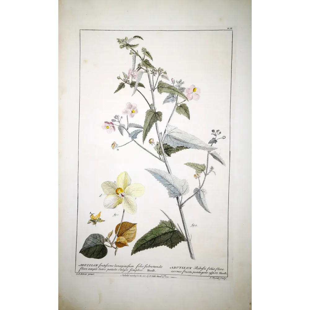 A refined botanical engraving depicting Abutilon, illustrating the balance between structural clarity and delicate floral detail