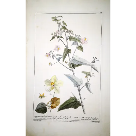 A refined botanical engraving depicting Abutilon, illustrating the balance between structural clarity and delicate floral detail