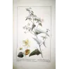 Ehret Abutilon Plant (Abutilon sp.) – Antique Hand-Colored Engraving (1755)