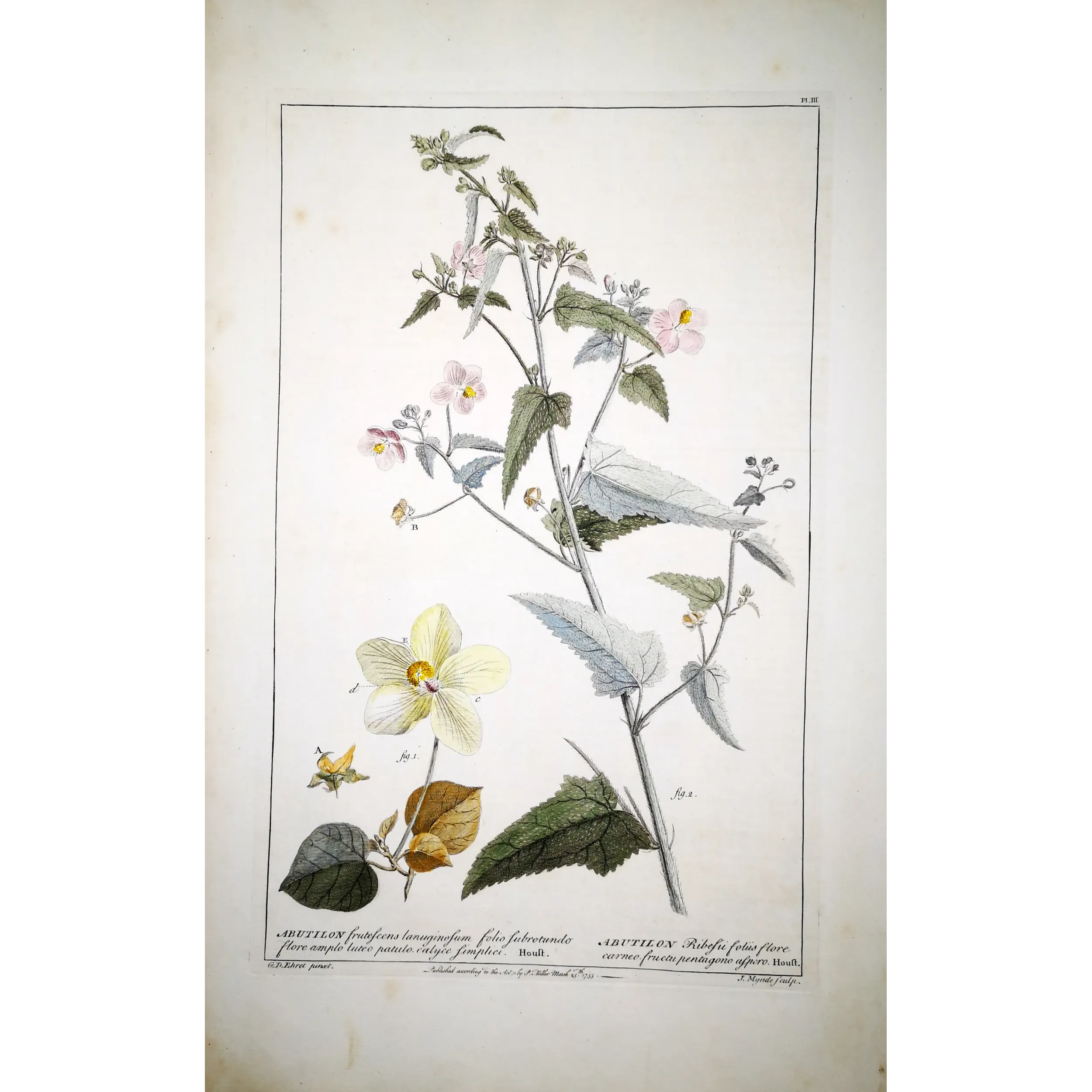 A refined botanical engraving depicting Abutilon, illustrating the balance between structural clarity and delicate floral detail