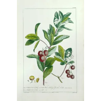 Arbutus Unedo Engraving – Ehret Botanical Print (1755)