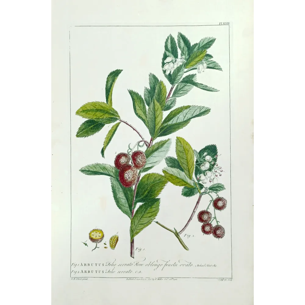 Arbutus Unedo Engraving – Ehret Botanical Print (1755)