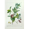 Ehret Strawberry Tree (Arbutus unedo) – Antique Hand-Colored Engraving (1755)