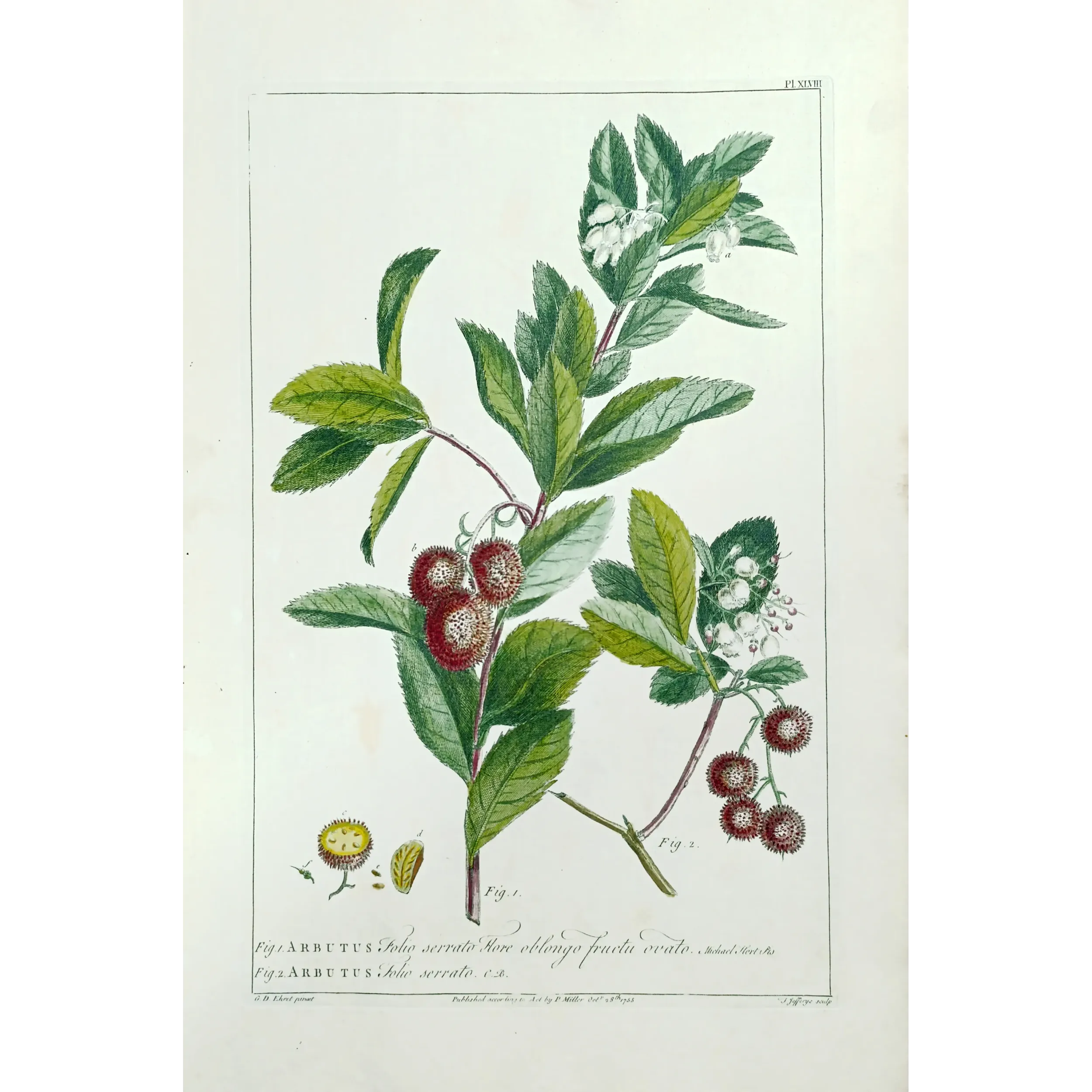 Arbutus Unedo Engraving – Ehret Botanical Print (1755)