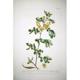 Ehret  Cassia Plant (Senna sp.) – Antique Hand-Colored Engraving (1755)
