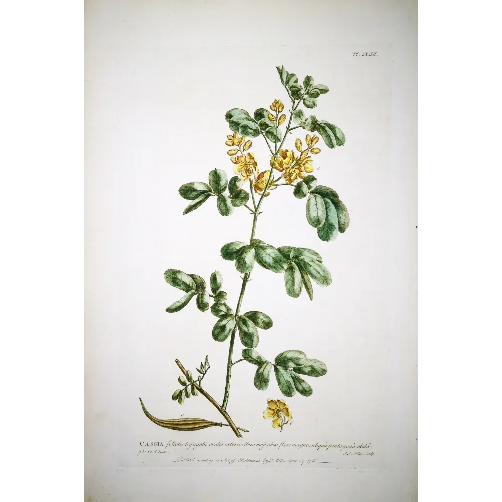 Ehret  Cassia Plant (Senna sp.) – Antique Hand-Colored Engraving (1755)