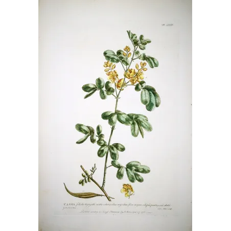Ehret  Cassia Plant (Senna sp.) – Antique Hand-Colored Engraving (1755)