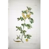 Ehret  Cassia Plant (Senna sp.) – Antique Hand-Colored Engraving (1755)