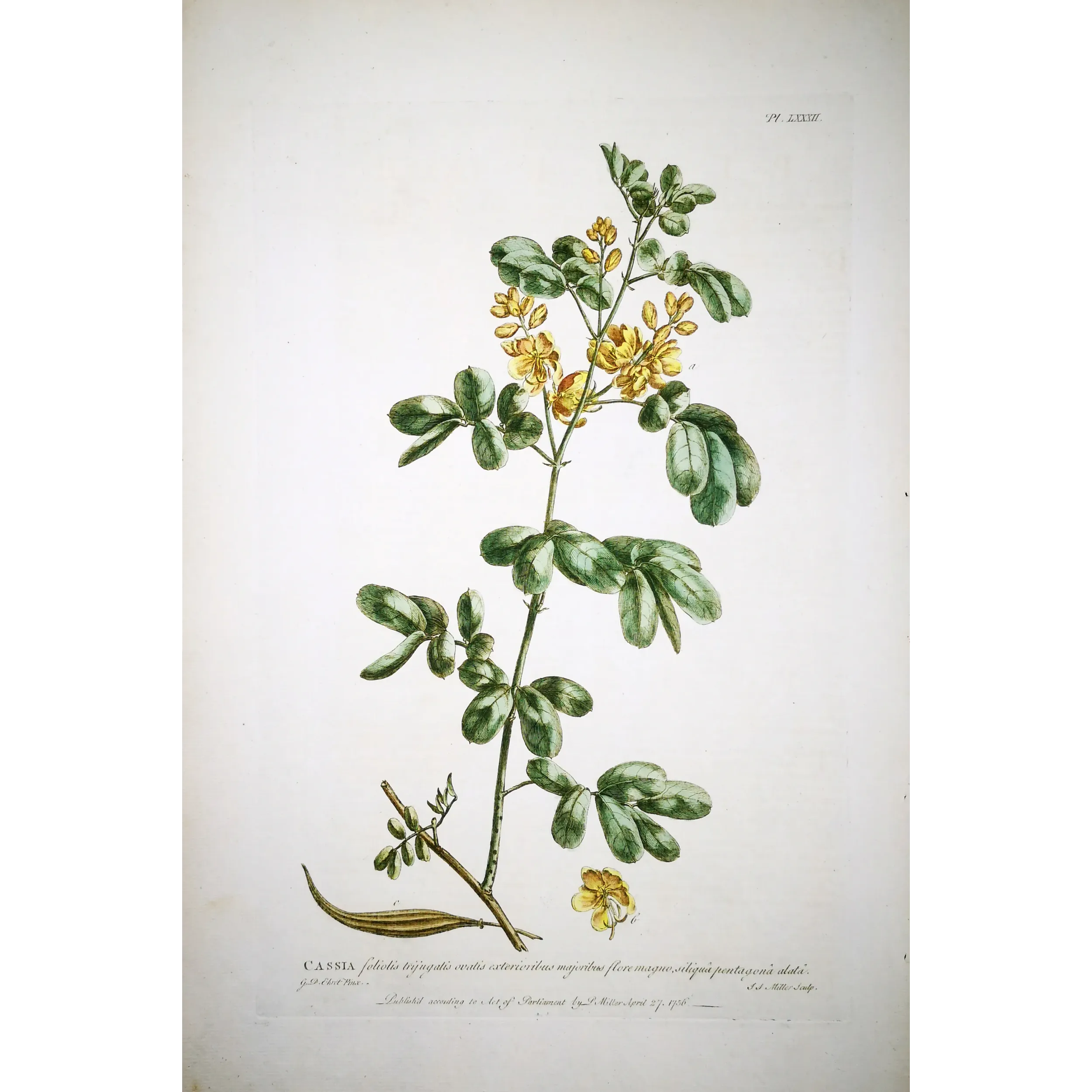 Ehret  Cassia Plant (Senna sp.) – Antique Hand-Colored Engraving (1755)