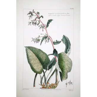 borage-borrago-ehret-1756-antique-botanical-engraving