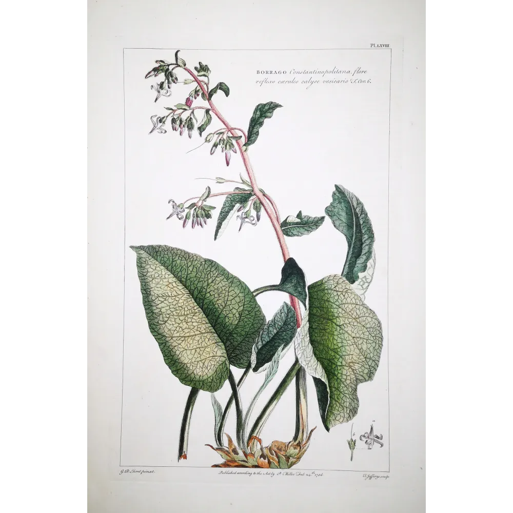 borage-borrago-ehret-1756-antique-botanical-engraving