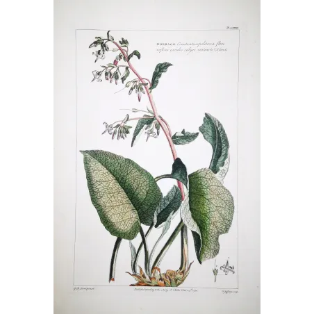 borage-borrago-ehret-1756-antique-botanical-engraving