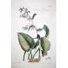Ehret Borage Plant (Borrago sp.) – Antique Hand-Colored Engraving (1756)