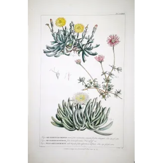 Mesembryanthemum Engraving – Ehret Botanical Print (1757)