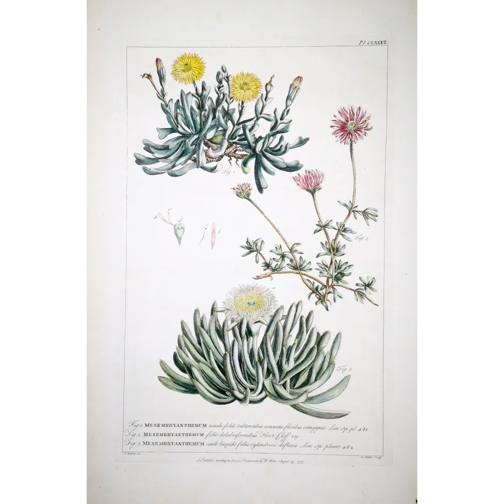 Mesembryanthemum Engraving – Ehret Botanical Print (1757)
