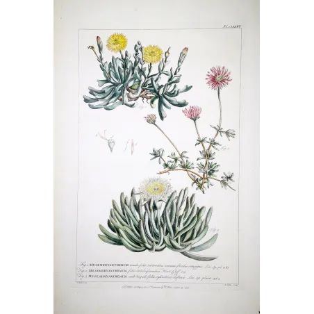 Mesembryanthemum Engraving – Ehret Botanical Print (1757)