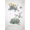 Ehret Mesembryanthemum Succulents – Antique Hand-Colored Engraving (1757)