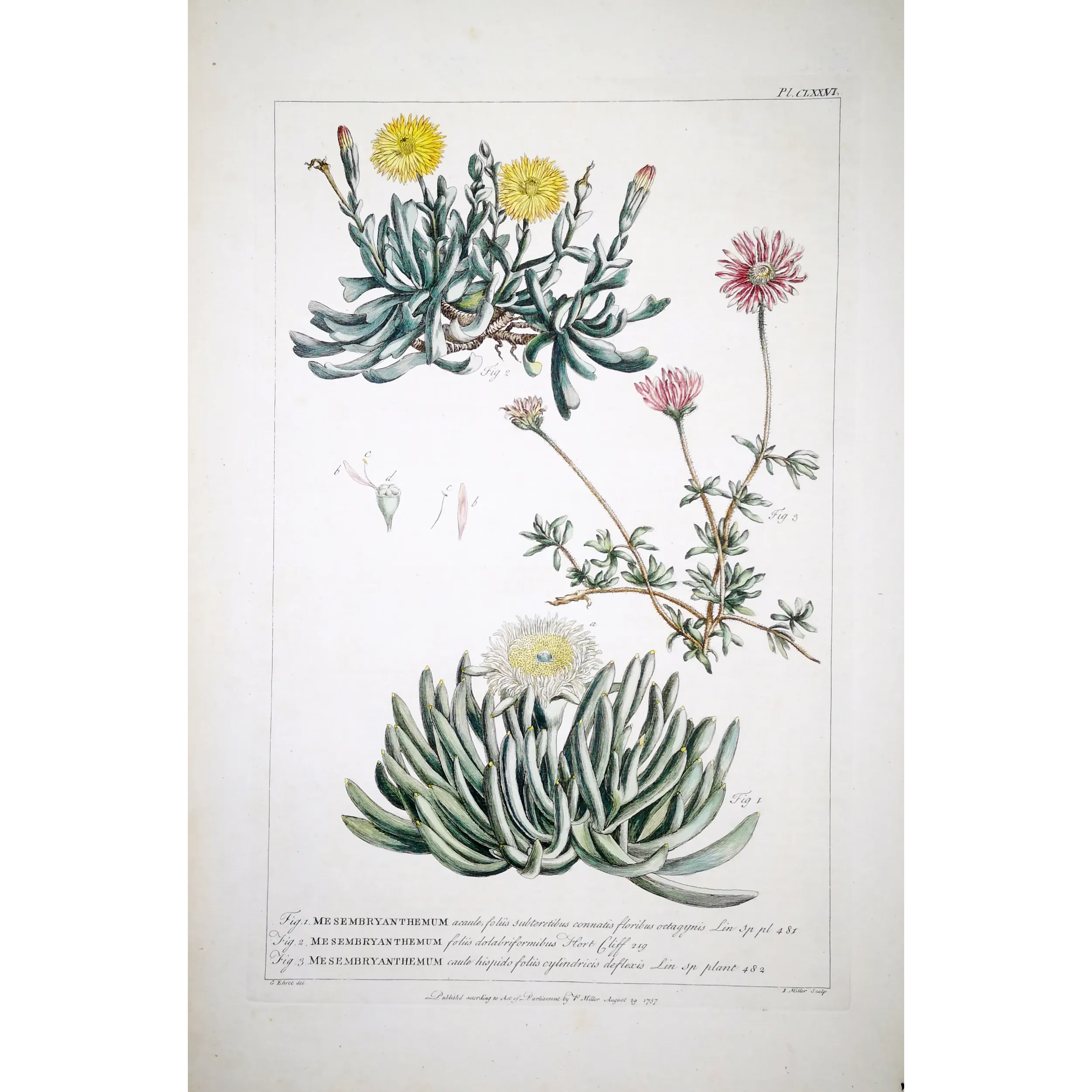 Mesembryanthemum Engraving – Ehret Botanical Print (1757)