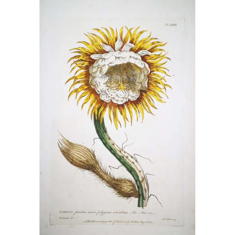 Night-Blooming Cereus – Lancake Botanical Print (1756)