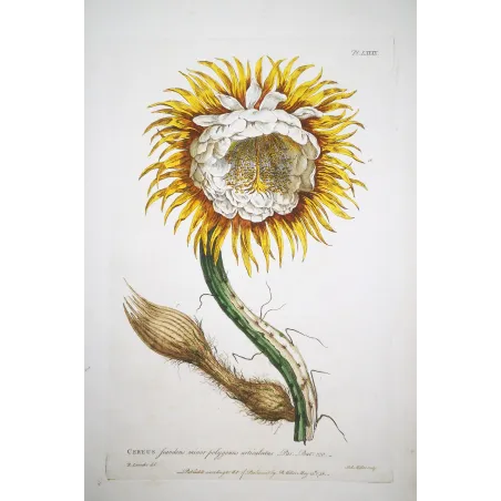 Night-Blooming Cereus – Lancake Botanical Print (1756)