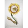 Lancake Night-Blooming Cereus (Cactus) – Antique Hand-Colored Engraving (1756)