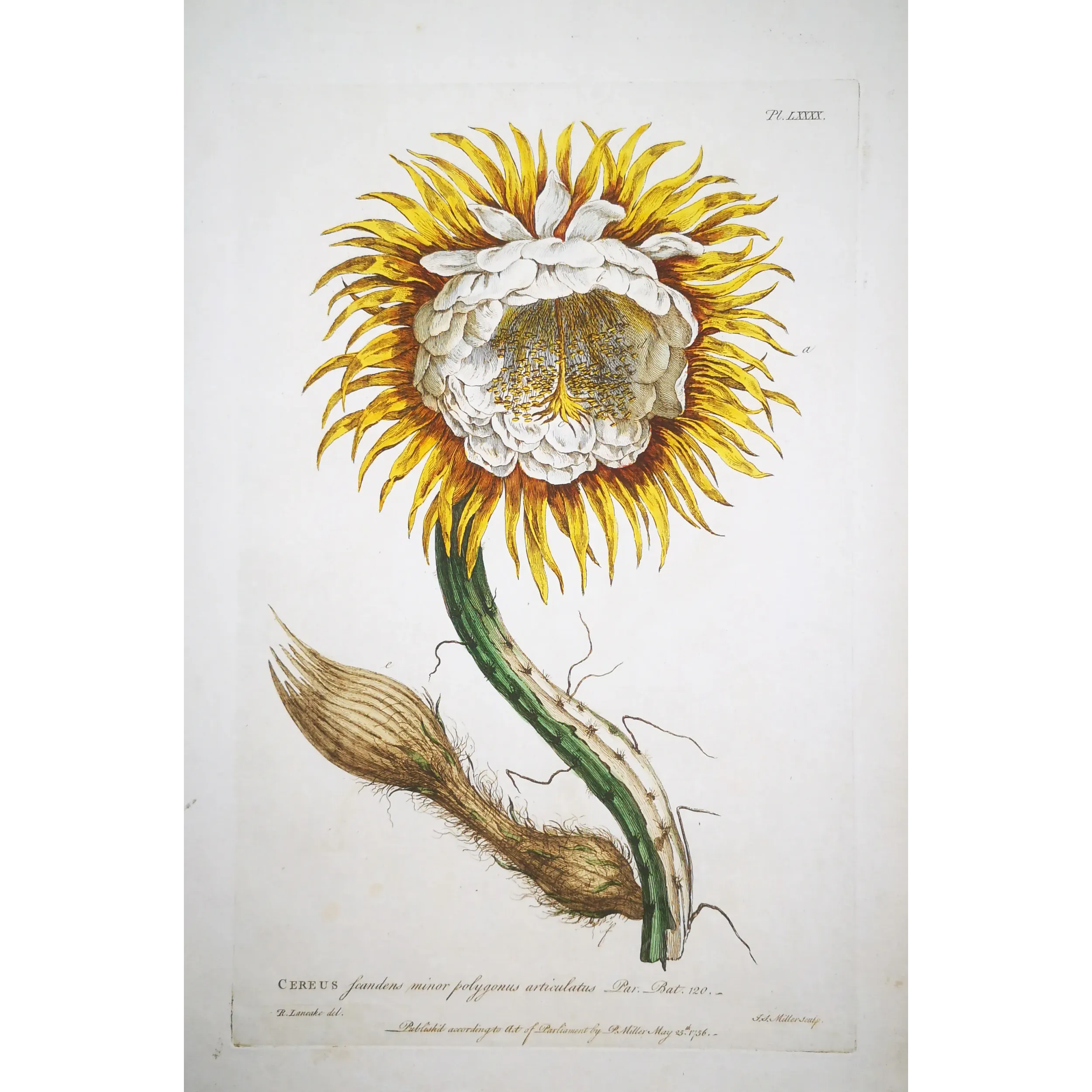 Night-Blooming Cereus – Lancake Botanical Print (1756)