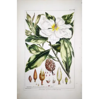 Mueller Johann Sebastian Magnolia Flower (Magnolia sp.) – Antique Hand-Colored Engraving  (1757)