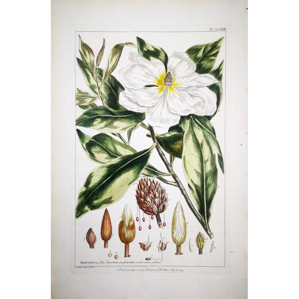 Mueller Johann Sebastian Magnolia Flower (Magnolia sp.) – Antique Hand-Colored Engraving  (1757)