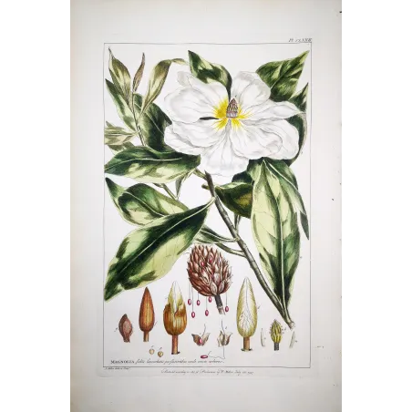 Mueller Johann Sebastian Magnolia Flower (Magnolia sp.) – Antique Hand-Colored Engraving  (1757)