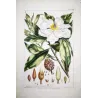 Mueller Johann Sebastian Magnolia Flower (Magnolia sp.) – Antique Hand-Colored Engraving  (1757)