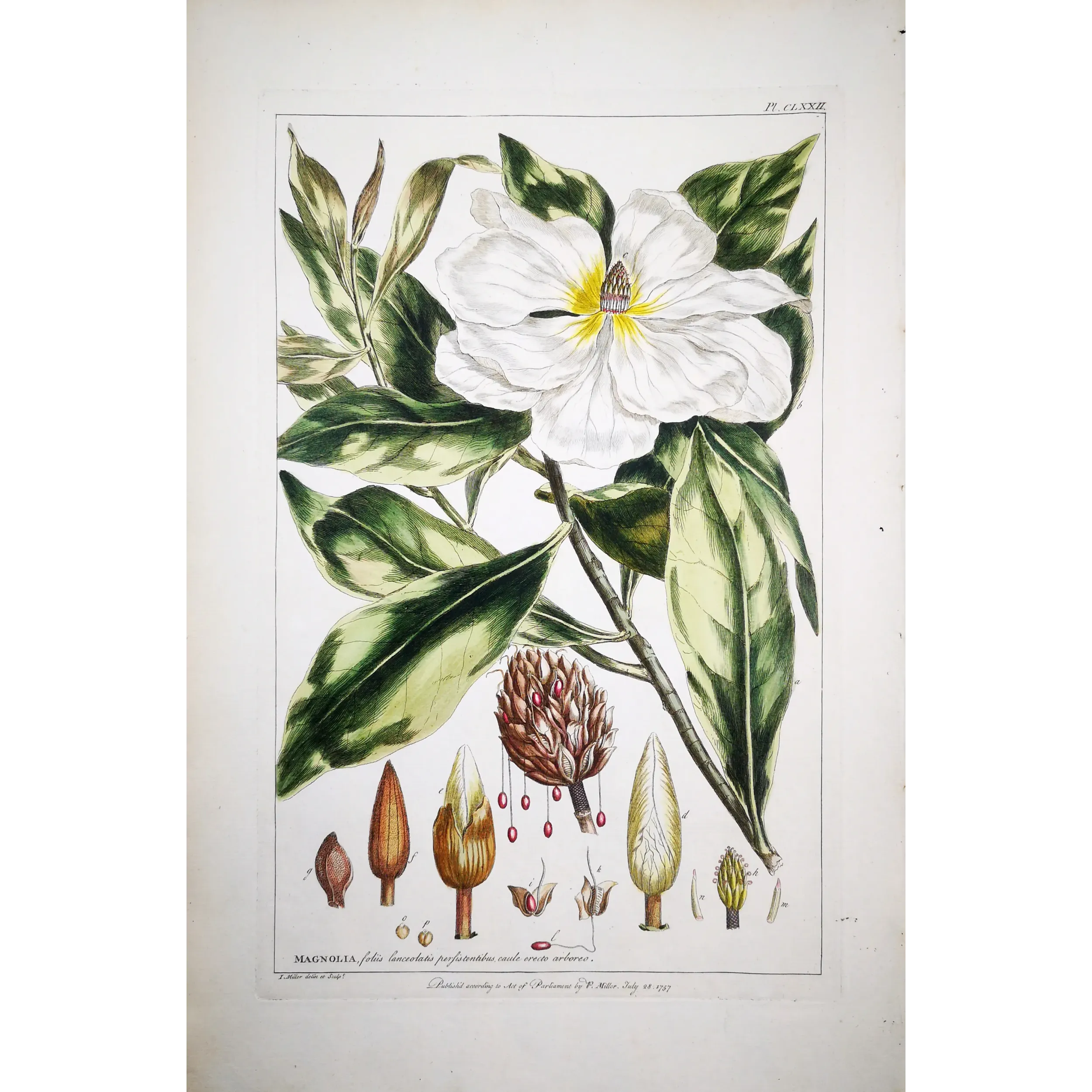 Mueller Johann Sebastian Magnolia Flower (Magnolia sp.) – Antique Hand-Colored Engraving  (1757)