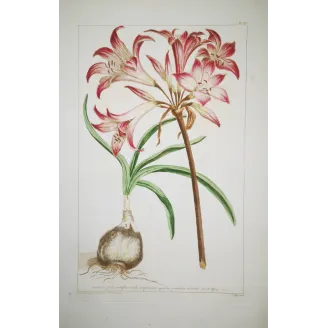 Belladonna Lily (Amaryllis belladonna) – 18th-Century Hand-Colored Engraving, Miller (1755)