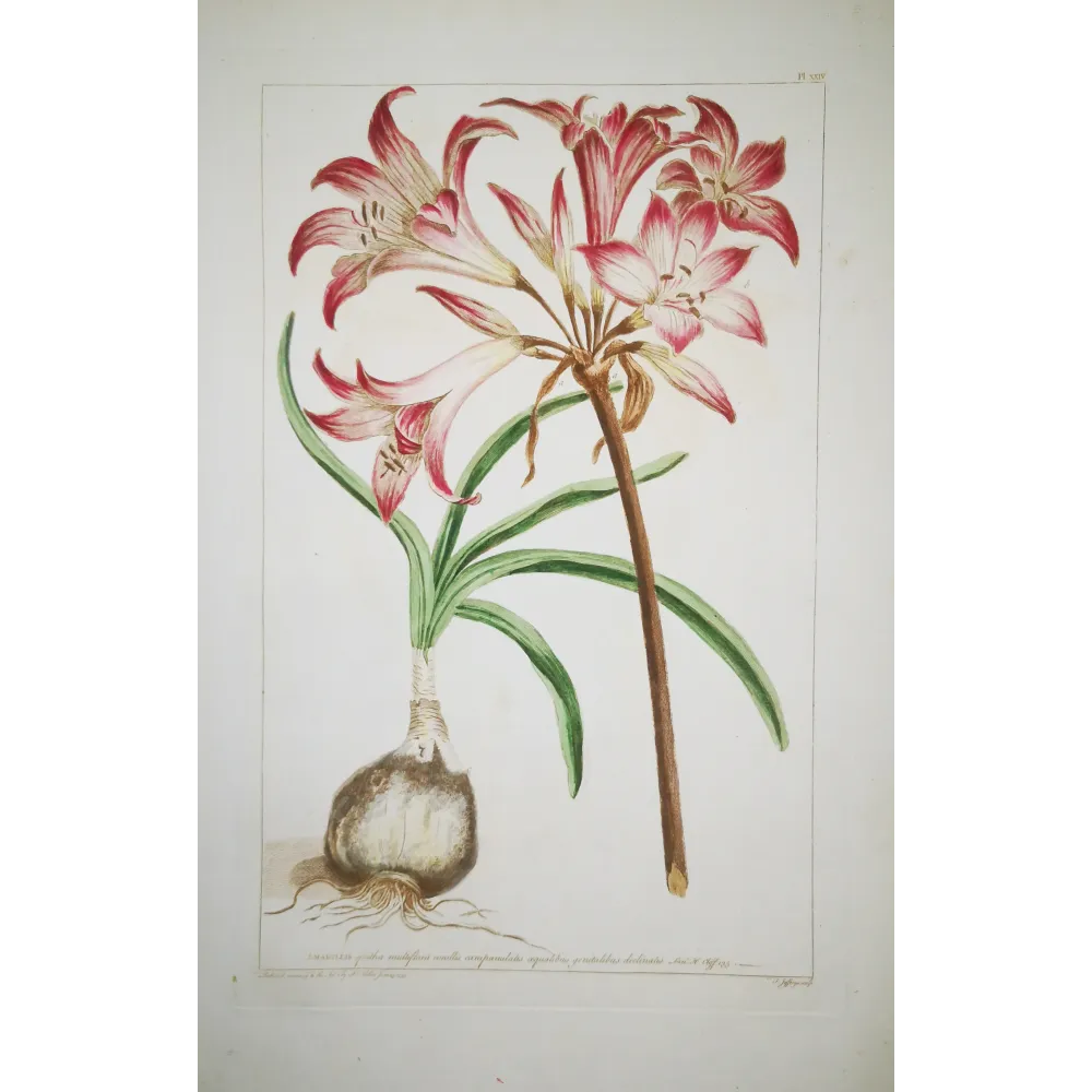 Belladonna Lily (Amaryllis belladonna) – 18th-Century Hand-Colored Engraving, Miller (1755)