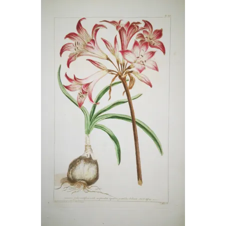 Belladonna Lily (Amaryllis belladonna) – 18th-Century Hand-Colored Engraving, Miller (1755)