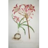 Belladonna Lily (Amaryllis belladonna) – 18th-Century Hand-Colored Engraving, Miller (1755)