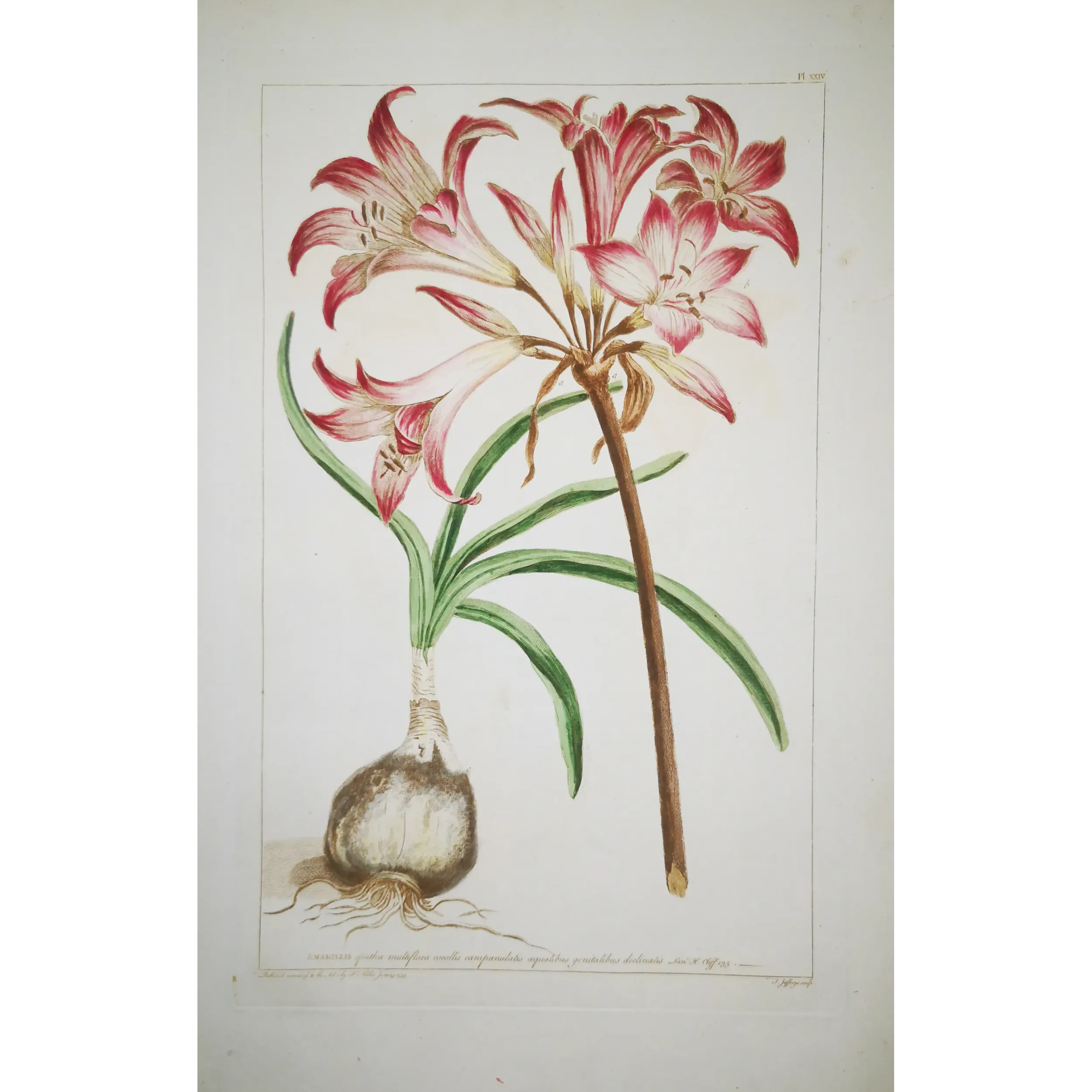 Belladonna Lily (Amaryllis belladonna) – 18th-Century Hand-Colored Engraving, Miller (1755)
