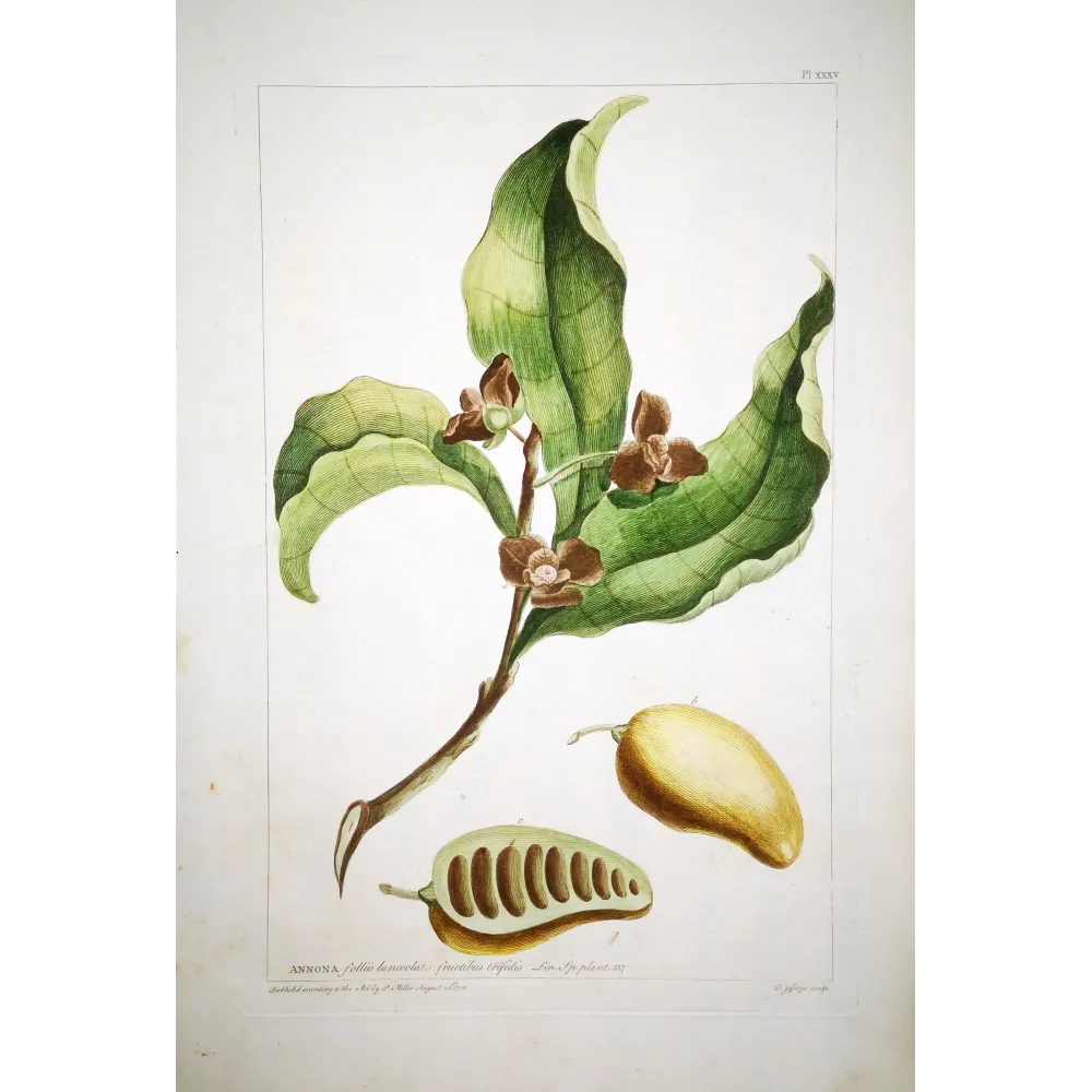 Custard Apple – 18th Century Hand-Colored Engraving, Miller