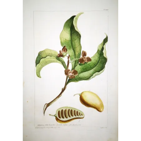 Custard Apple – 18th Century Hand-Colored Engraving, Miller