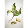 Custard Apple (Annona sp.) – 18th-Century Hand-Colored Engraving, Miller (1755)
