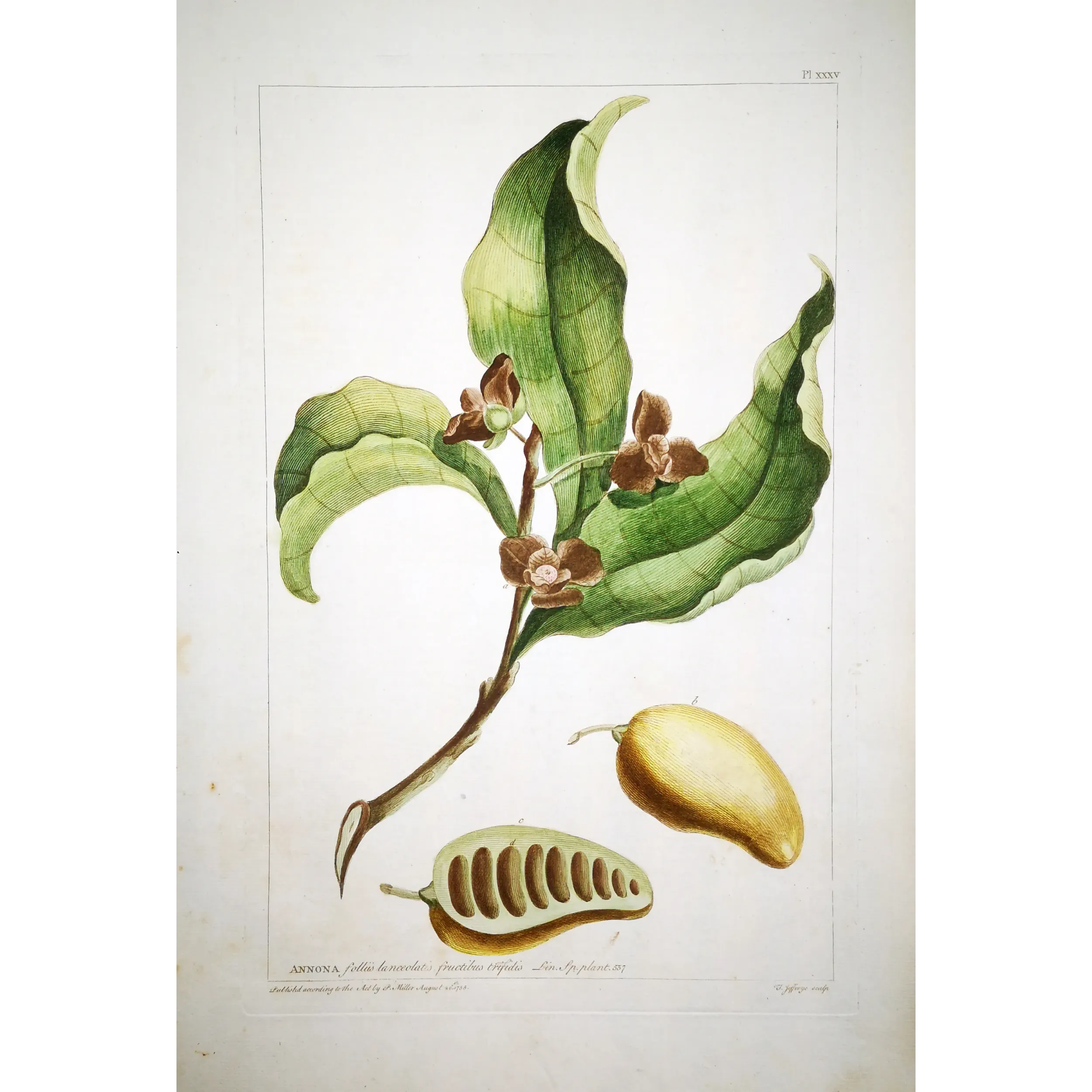 Custard Apple – 18th Century Hand-Colored Engraving, Miller