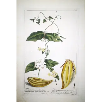 Climbing Apocynum – Miller Antique Hand-Colored Engraving