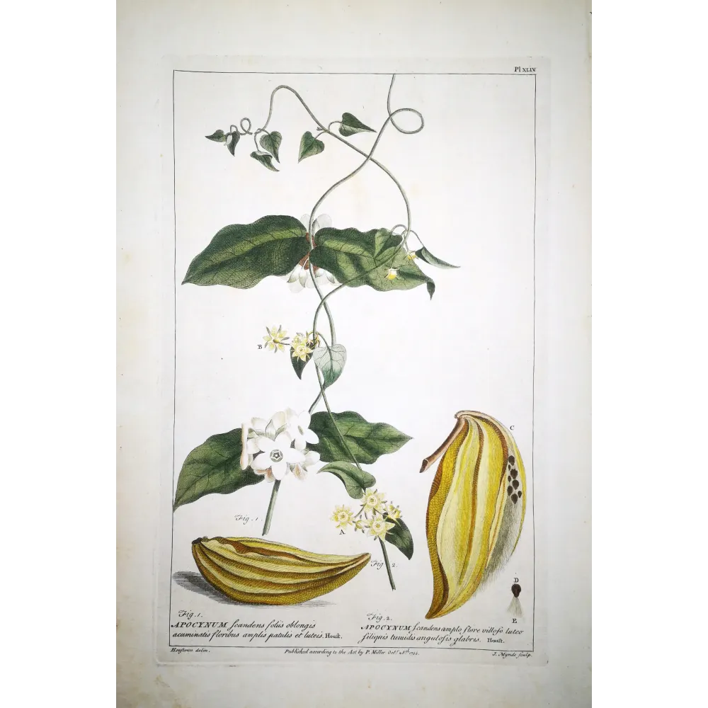 Climbing Apocynum – Miller Antique Hand-Colored Engraving