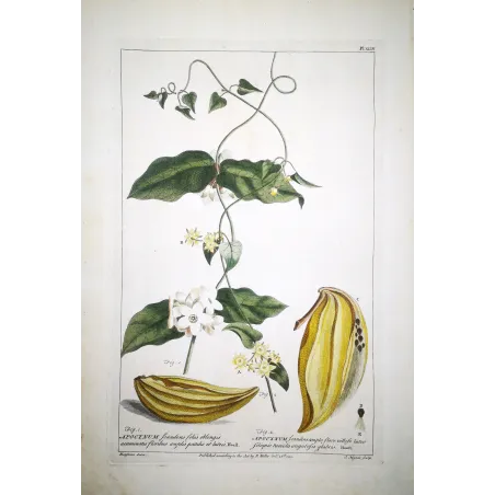 Climbing Apocynum – Miller Antique Hand-Colored Engraving