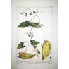 Climbing Apocynum (Apocynum scandens) – Antique Hand-Colored Botanical Engraving (1755)