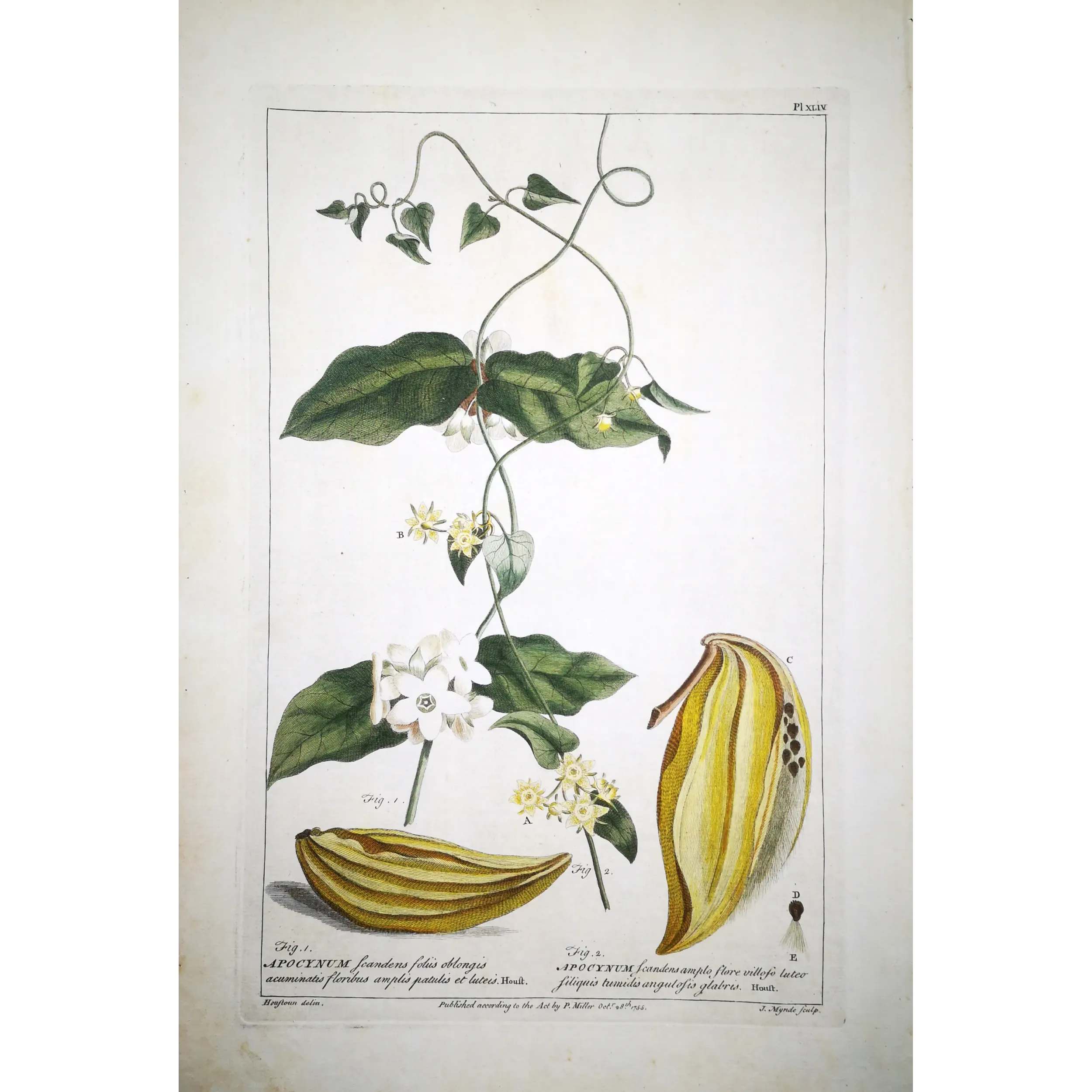 Climbing Apocynum – Miller Antique Hand-Colored Engraving
