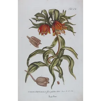 Crown Imperial – Bold 18th Century Hand-Colored Botanical Engraving